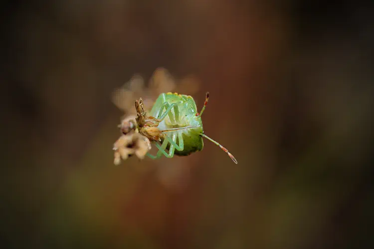 nature_20210925_171404.jpg