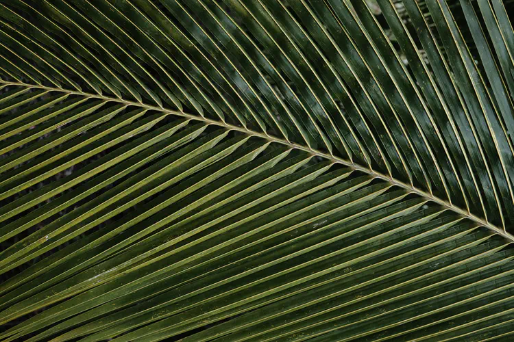 nature_20220710_150626.jpg